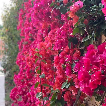 度假居 Bougainville
